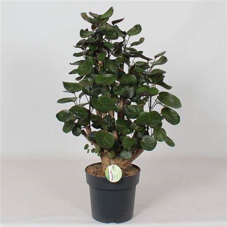 Горшечные цветы и растения оптом Polyscias Fabian P21 от 1шт из Голландии с доставкой по России