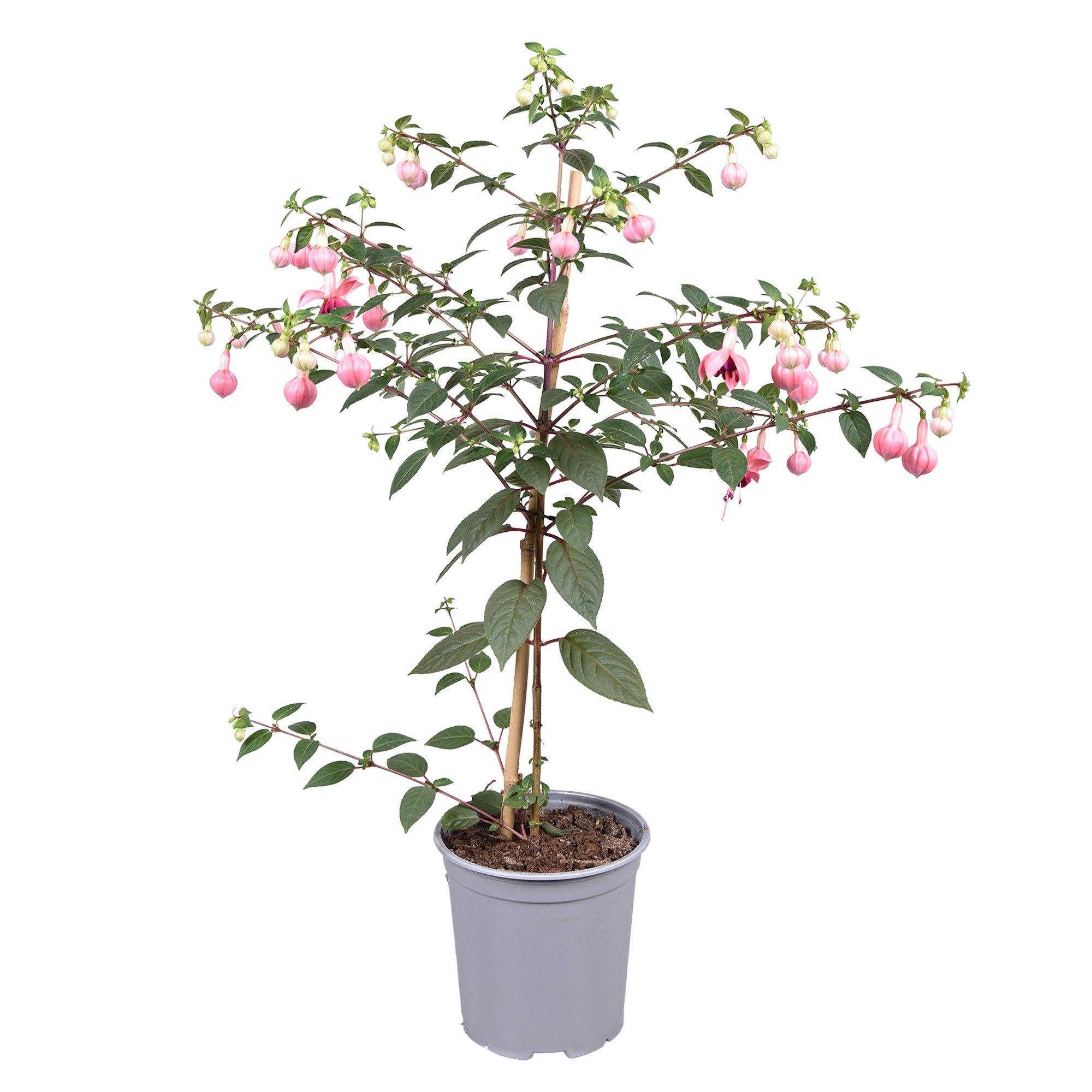 Горшечные цветы и растения оптом Fuchsia On Stem Paula Jane от 1шт из Голландии с доставкой по России