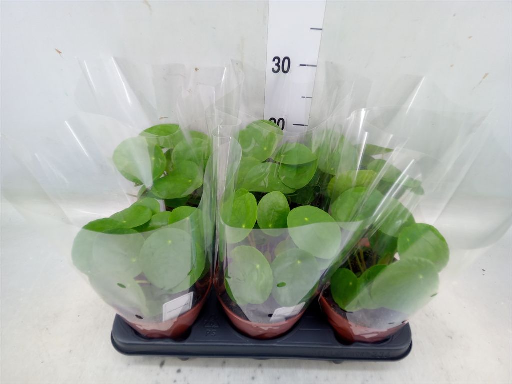 Горшечные цветы и растения оптом Pilea Peperomoides от 6шт из Голландии с доставкой по России