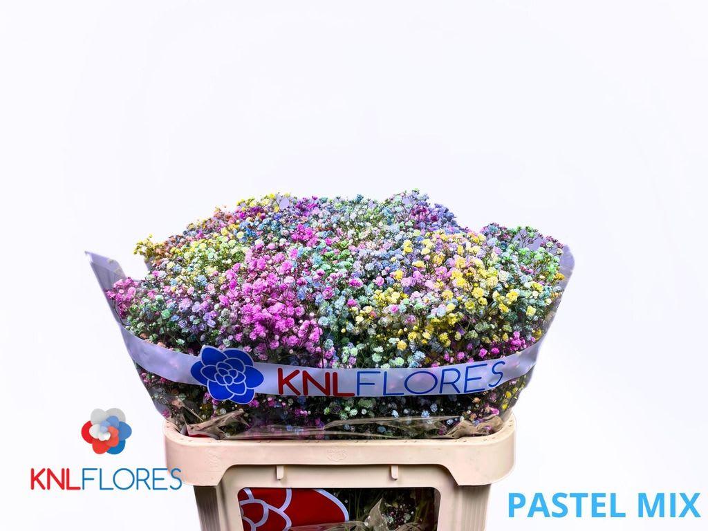 Срезанные цветы оптом Gyps large paint pastel rainbow от 50шт из Голландии с доставкой по России