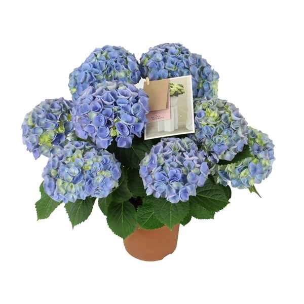 Горшечные цветы и растения оптом Hydrangea Ma Hi River Blue 5+ от 6шт из Голландии с доставкой по России