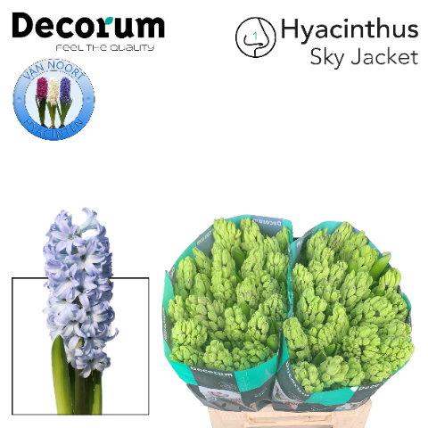 Срезанные цветы оптом Hyacinthus sky jacket от 50шт из Голландии с доставкой по России