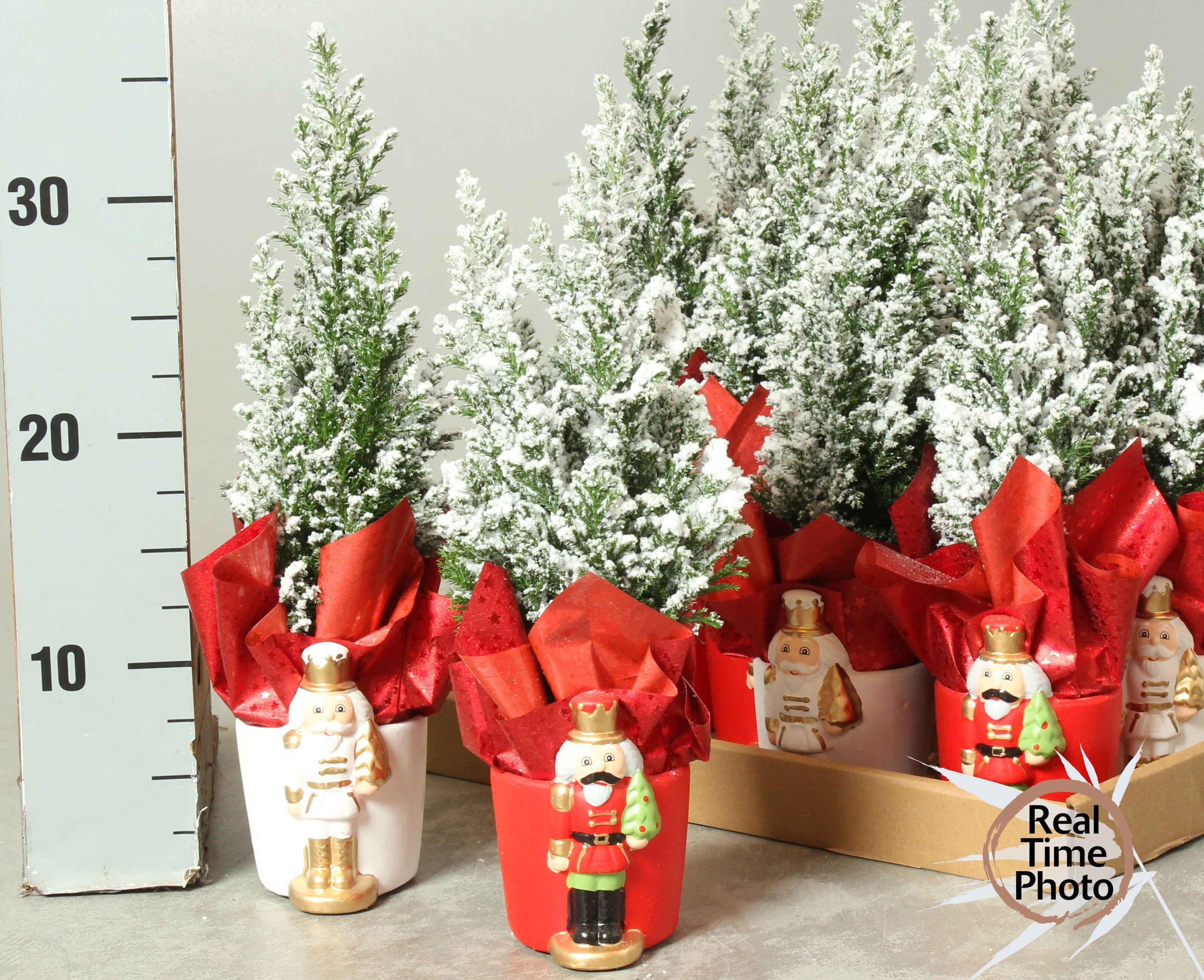 Горшечные цветы и растения оптом Cham L Ellwoodii от 12шт (для телеги) из Голландии с доставкой по России