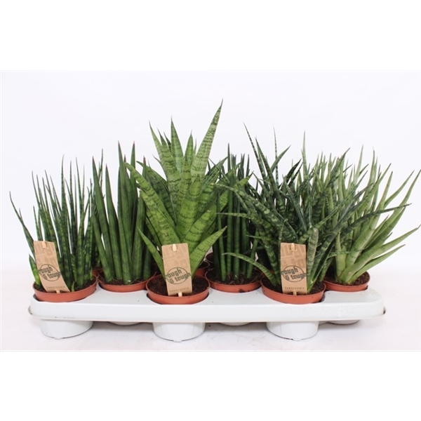 Горшечные цветы и растения оптом Sansevieria Luxe Mix от 12шт из Голландии с доставкой по России