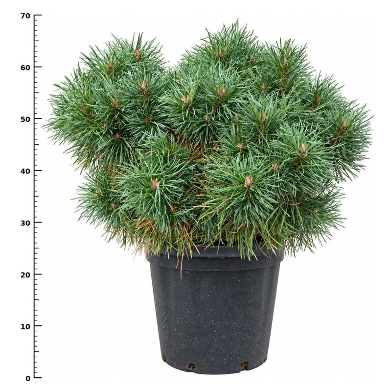 Горшечные цветы и растения оптом Pinus Sylv. Blue Pearl от 1шт из Голландии с доставкой по России