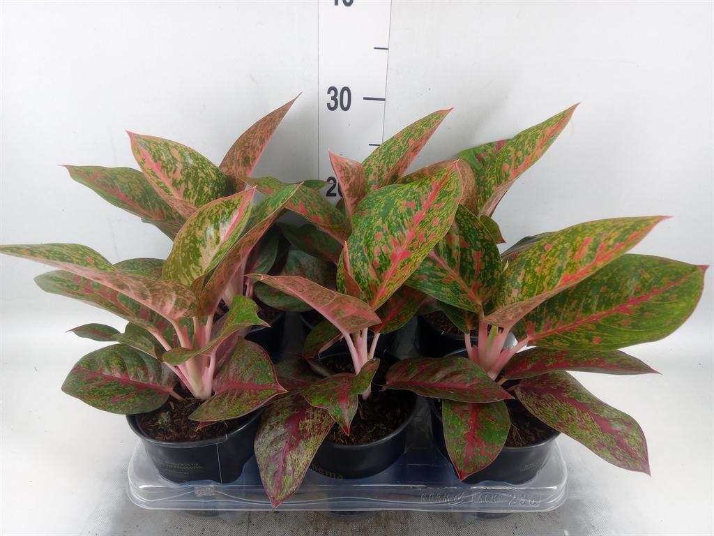 Горшечные цветы и растения оптом Aglaonema   ... от 6шт из Голландии с доставкой по России