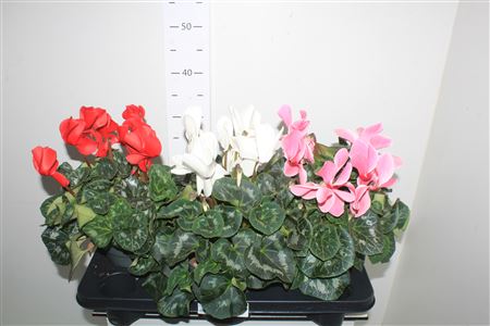 Горшечные цветы и растения оптом Cycl Gr Sup Mammoth от 3шт (для телеги) из Голландии с доставкой по России