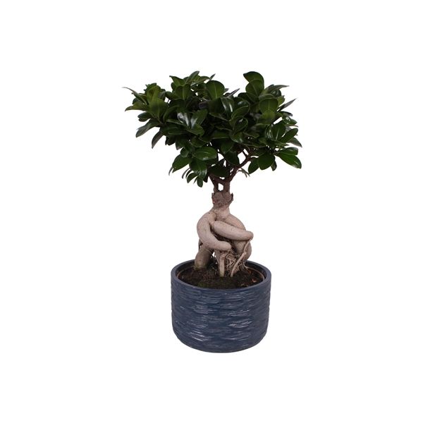 Горшечные цветы и растения оптом Ficus Ginseng In Rustic Touch от 5шт из Голландии с доставкой по России