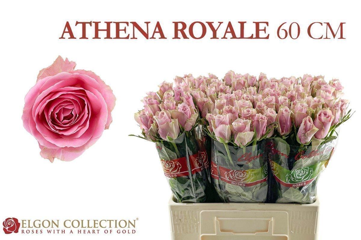 Срезанные цветы оптом Rosa large athena royale от 80шт из Голландии с доставкой по России
