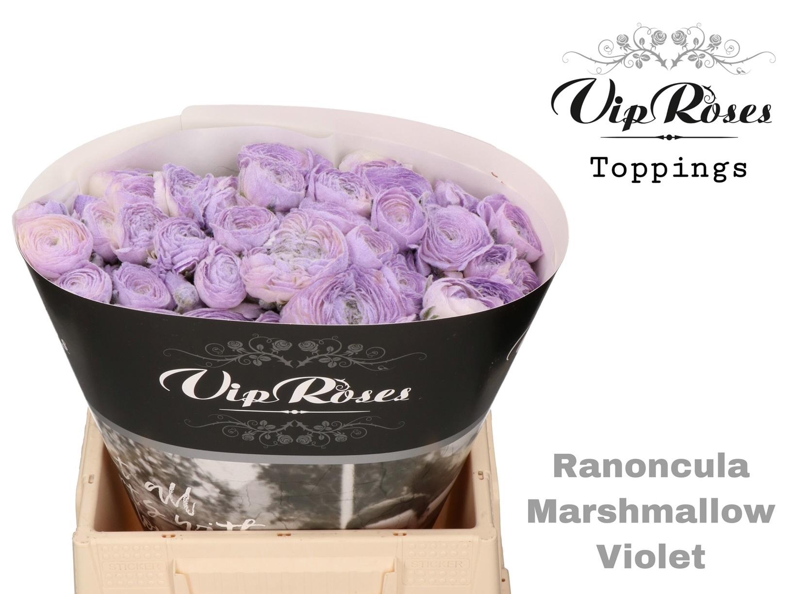 Срезанные цветы оптом Ranunculus marshmallow violet от 30шт из Голландии с доставкой по России