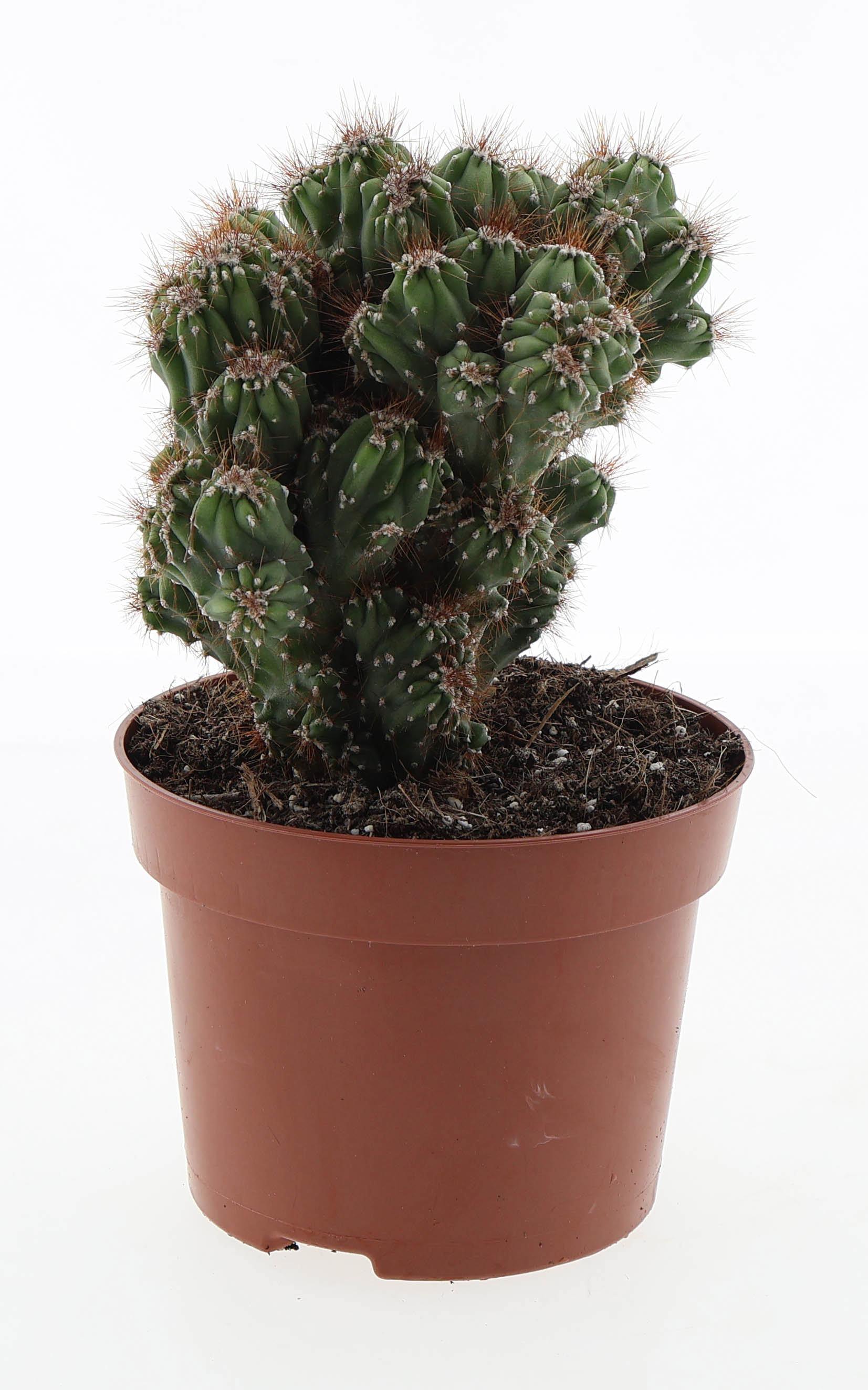 Горшечные цветы и растения оптом Cereus Peruvianus Monstrosus Bruin от 6шт из Голландии с доставкой по России