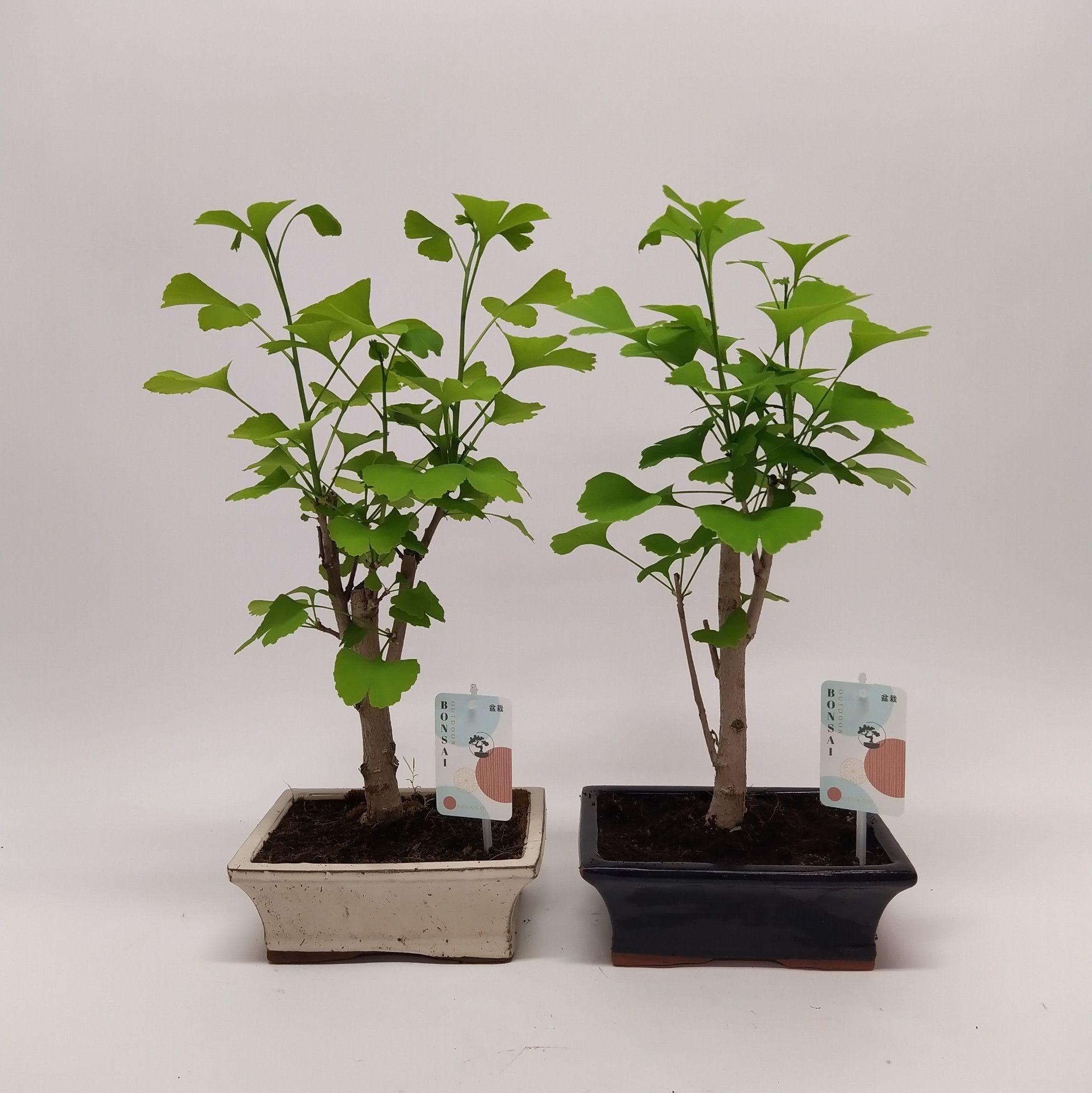 Горшечные цветы и растения оптом Bonsai Ginkgo от 5шт из Голландии с доставкой по России