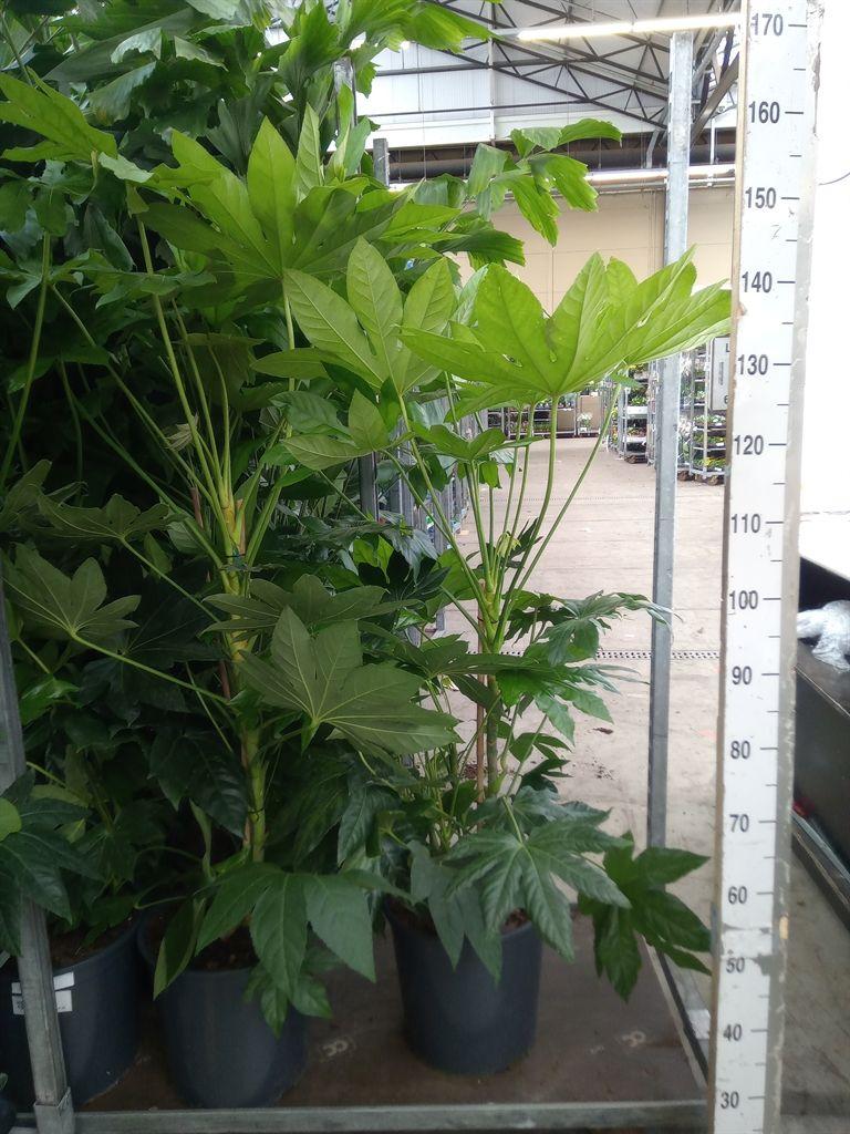 Горшечные цветы и растения оптом Fatsia Japonica   ... от 1шт из Голландии с доставкой по России