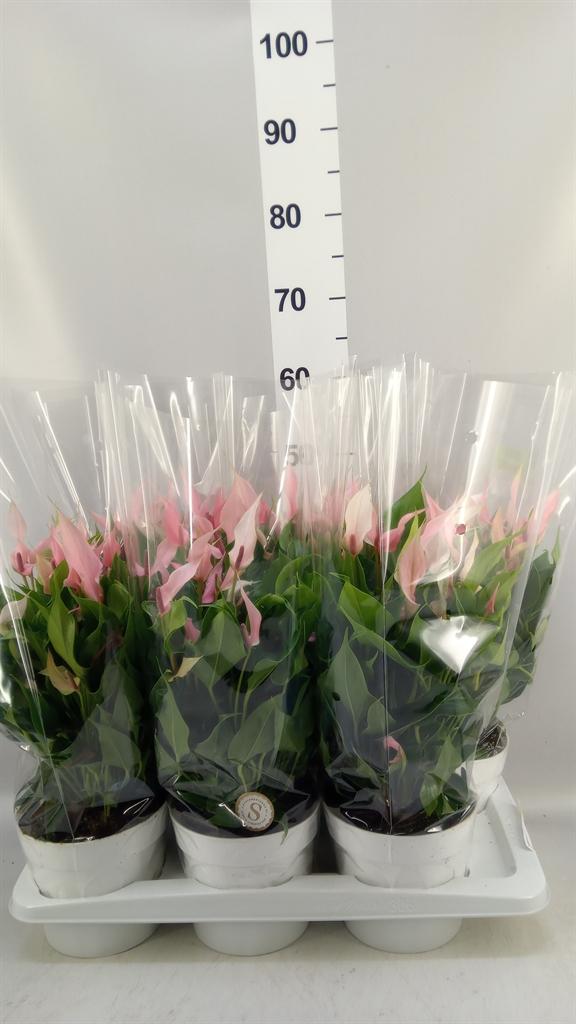 Горшечные цветы и растения оптом Anthurium Andr. lilli от 6шт из Голландии с доставкой по России