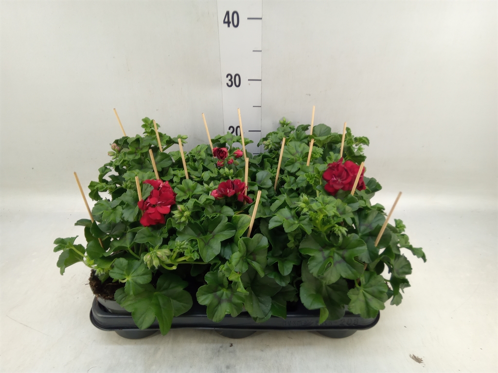Горшечные цветы и растения оптом Pelargonium Pelt.   ... от 8шт из Голландии с доставкой по России