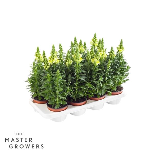 Горшечные цветы и растения оптом Antirrhinum Majus Yellow от 8шт из Голландии с доставкой по России