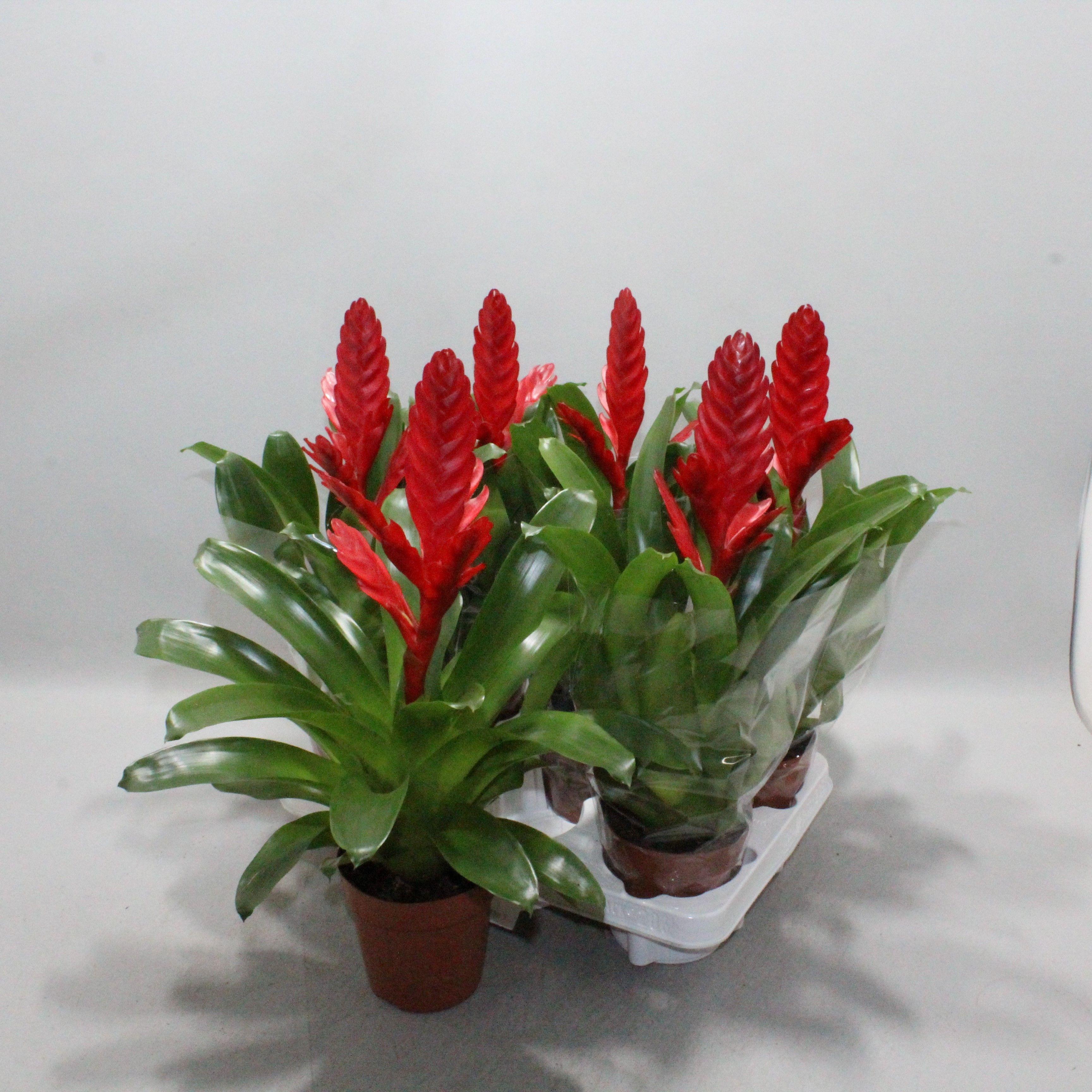 Горшечные цветы и растения оптом Vries Style от 6шт из Голландии с доставкой по России