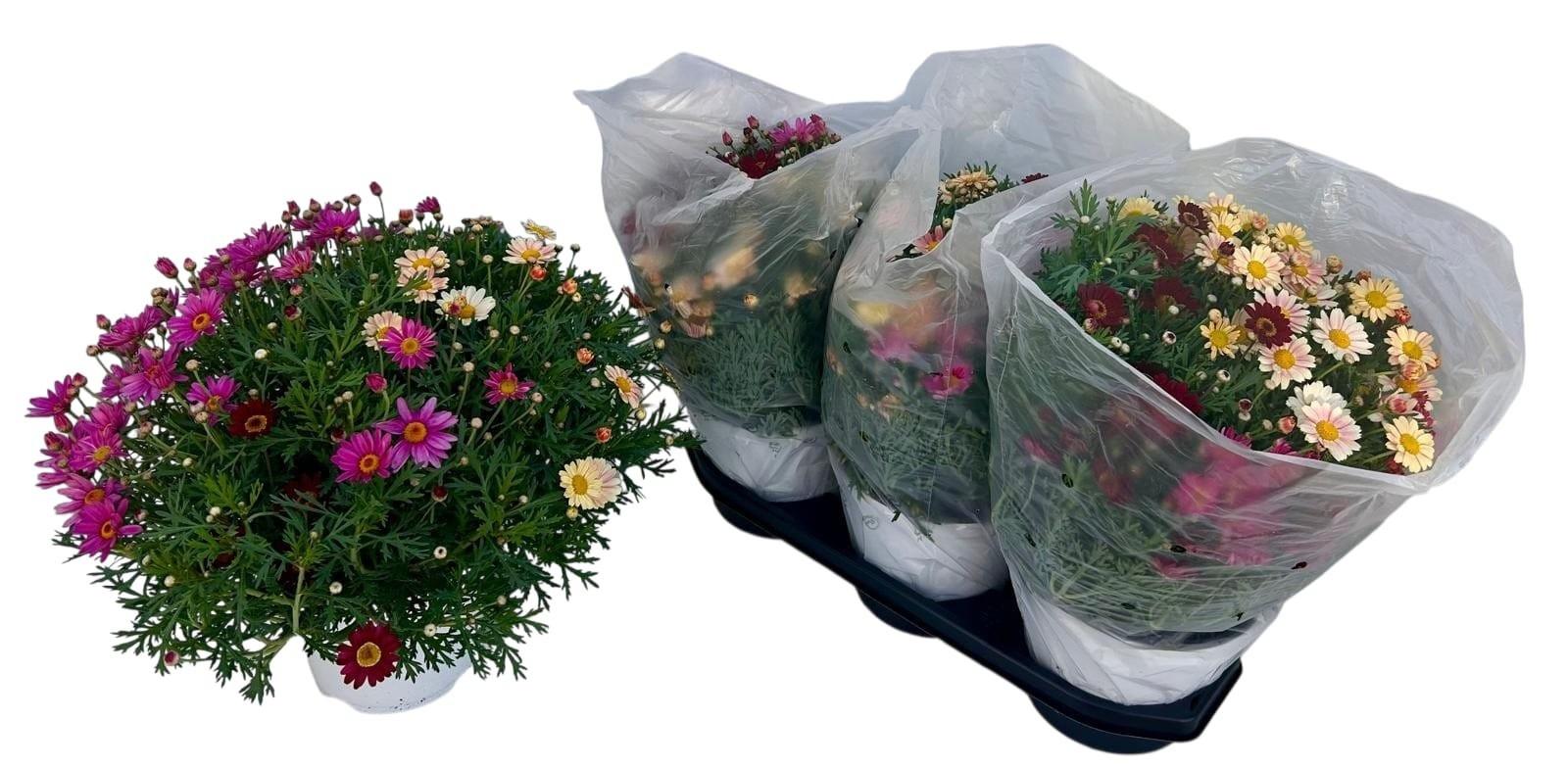 Горшечные цветы и растения оптом Arg Gem In Pot от 3шт из Голландии с доставкой по России