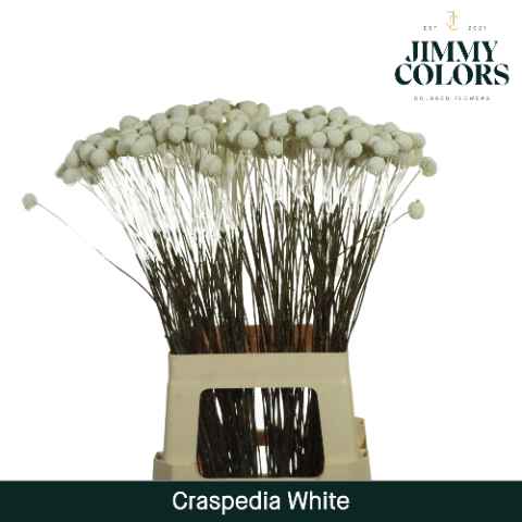 Срезанные цветы оптом Craspedia paint white от 200шт из Голландии с доставкой по России