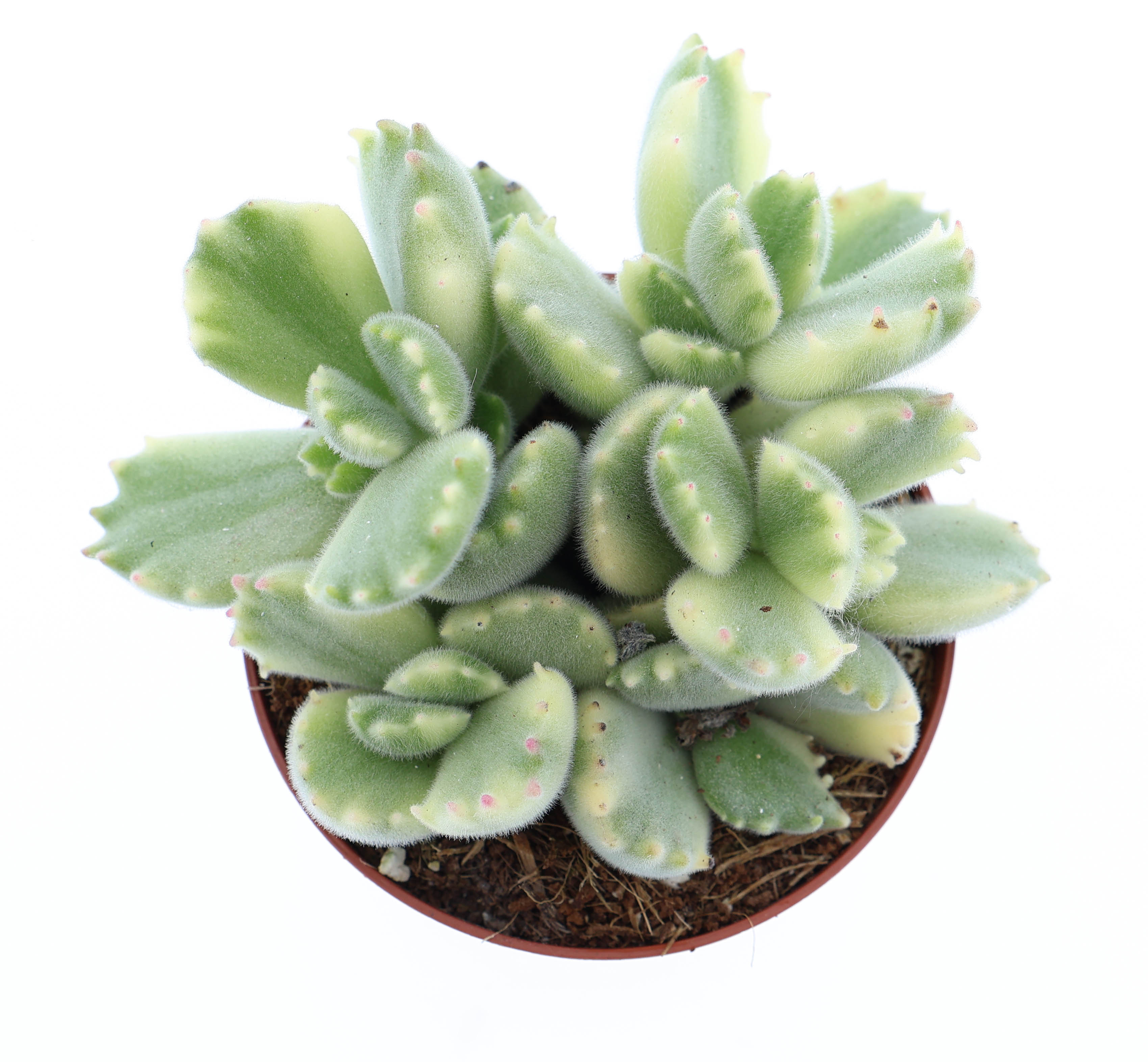 Горшечные цветы и растения оптом Cotyledon Ladysmithiensis Variegata от 12шт (для телеги) из Голландии с доставкой по России