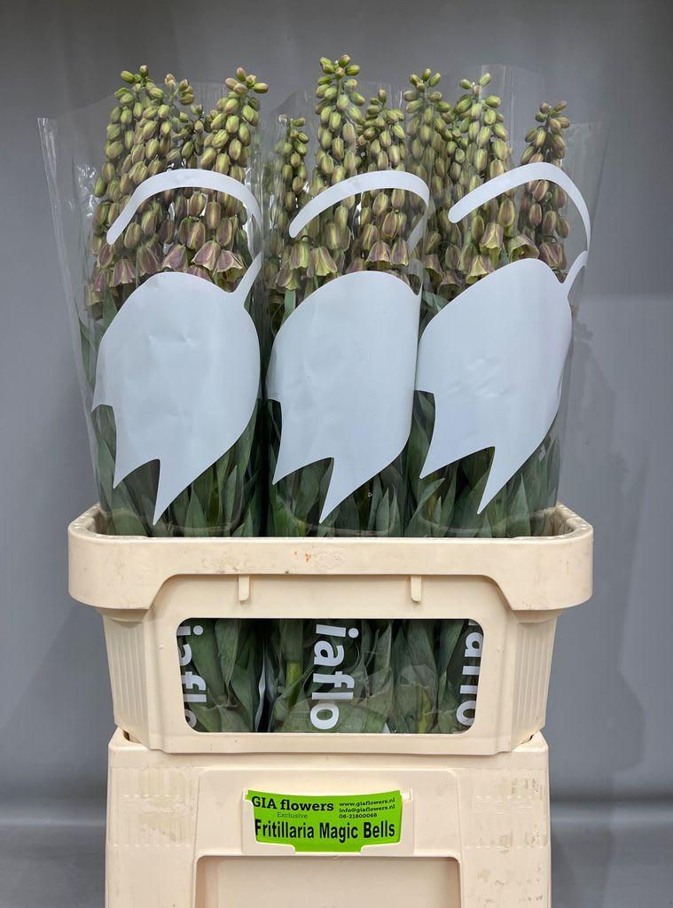 Срезанные цветы оптом Fritillaria magic bells от 40шт из Голландии с доставкой по России