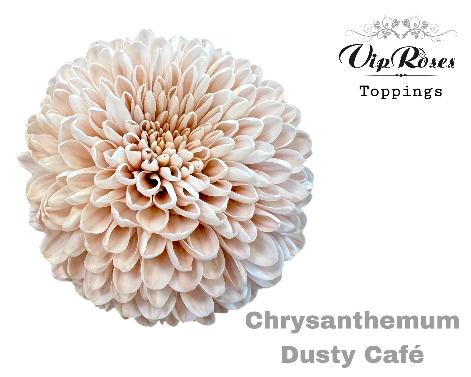 Срезанные цветы оптом Chrys bl paint dusty cafe от 20шт из Голландии с доставкой по России