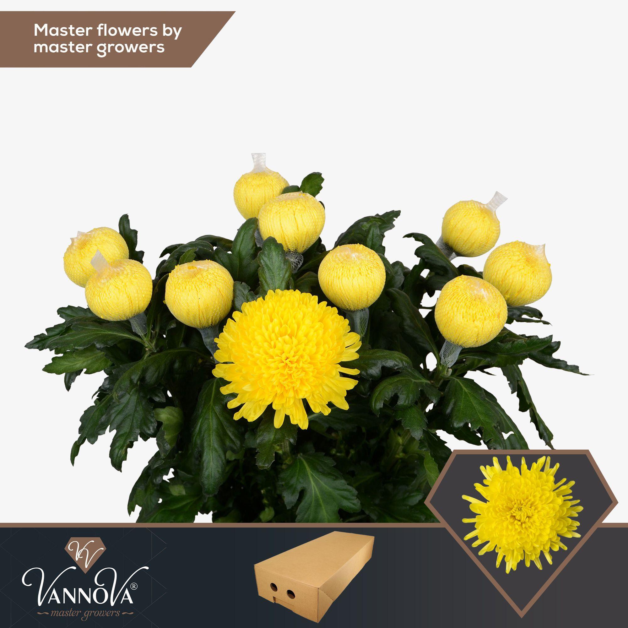 Срезанные цветы оптом Chrys bl pjotr от 120шт. из Голландии с доставкой по России