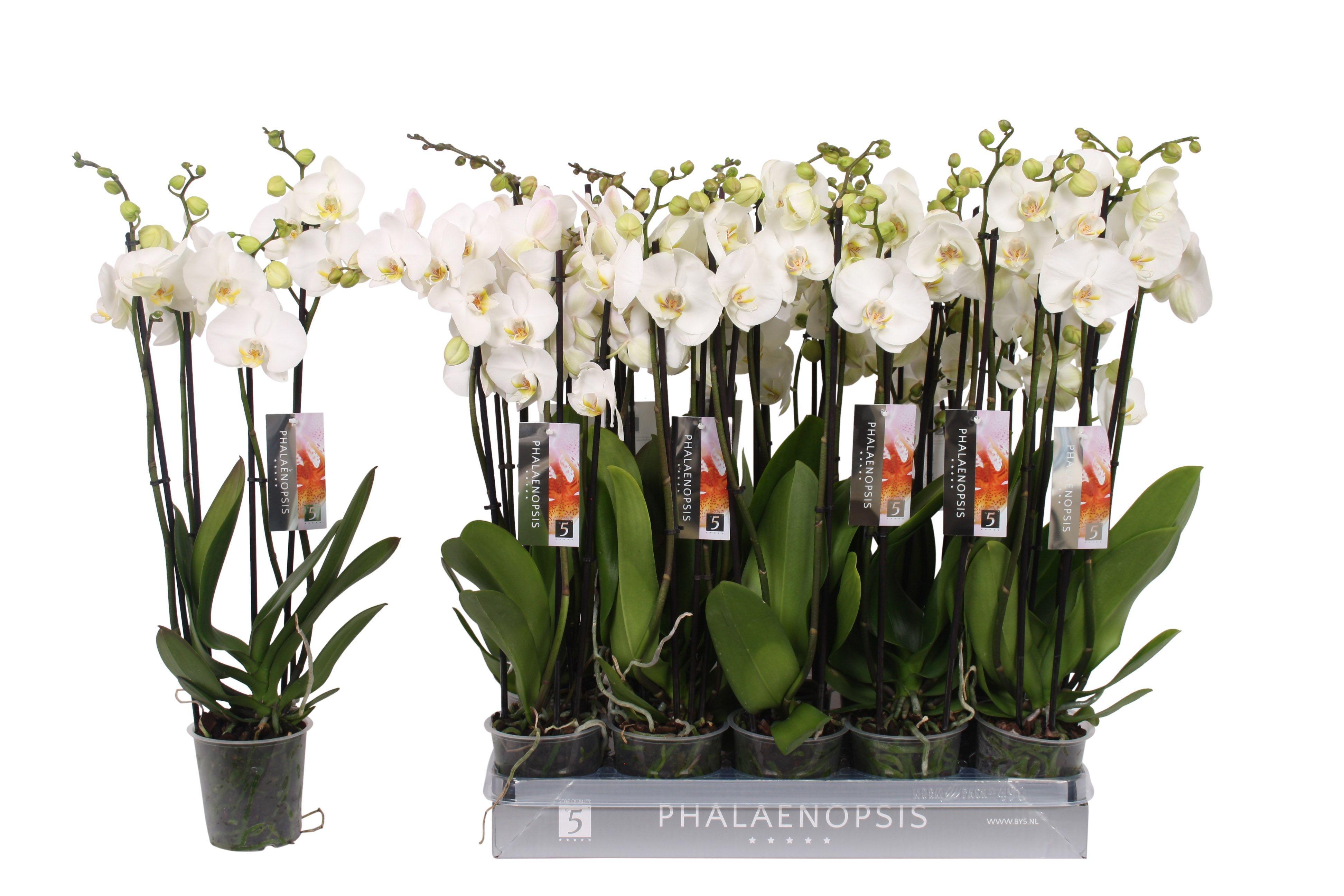 Горшечные цветы и растения оптом Phalaenopsis White от 10шт из Голландии с доставкой по России