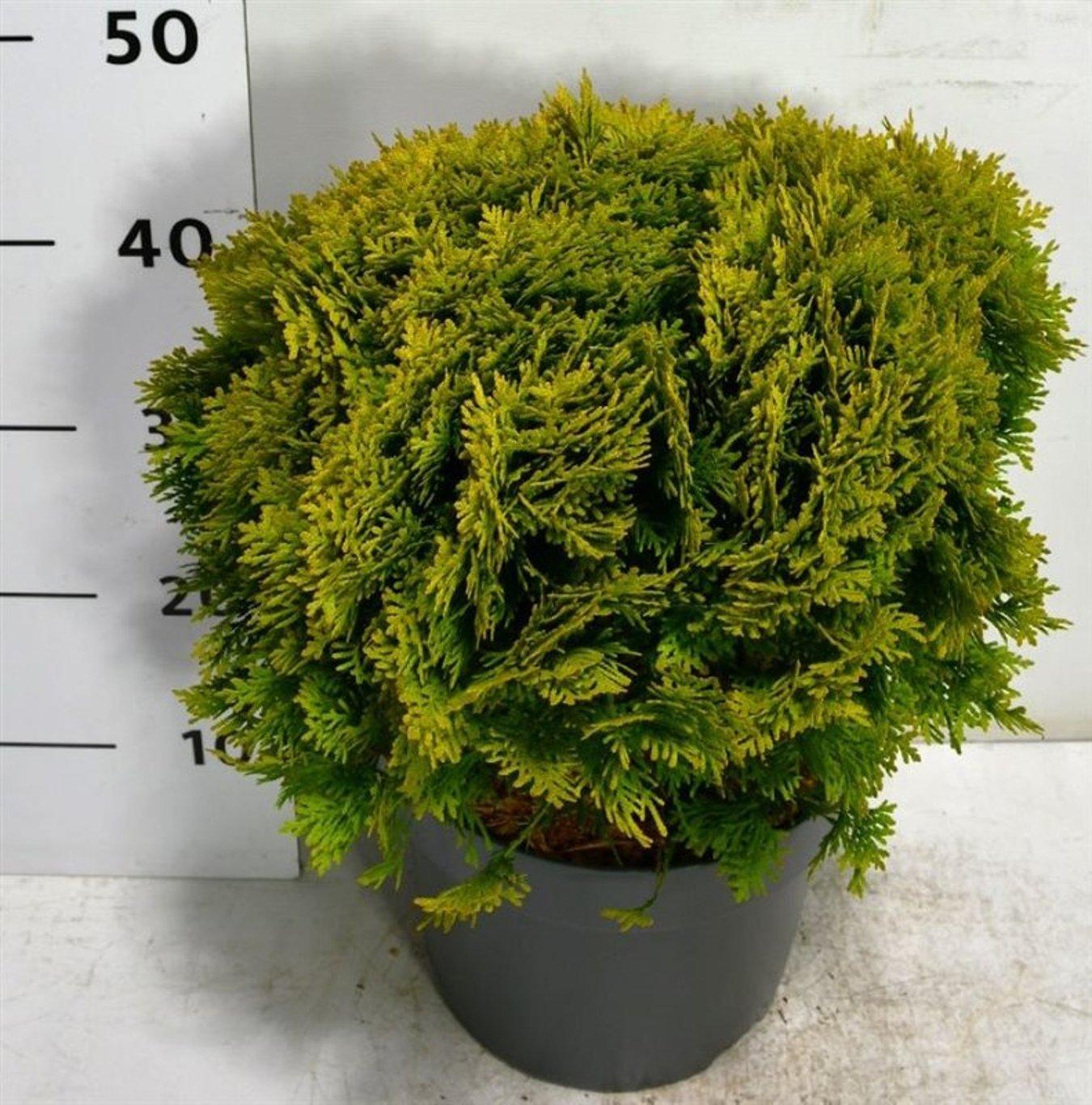 Горшечные цветы и растения оптом Thuja Occ Mirjam от 1шт из Голландии с доставкой по России