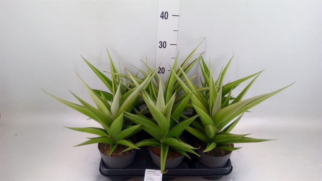 Горшечные цветы и растения оптом Sansevieria   ... от 6шт из Голландии с доставкой по России