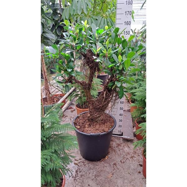 Горшечные цветы и растения оптом Ficus Cyathistipula Branched  Xl от 1шт из Голландии с доставкой по России