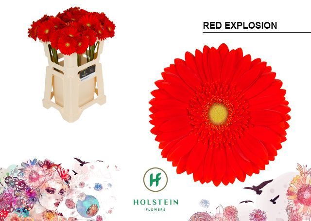 Срезанные цветы оптом Gerbera red explosion от 40шт из Голландии с доставкой по России