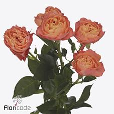 Срезанные цветы оптом Rosa spray la mandarina от 12шт из Голландии с доставкой по России