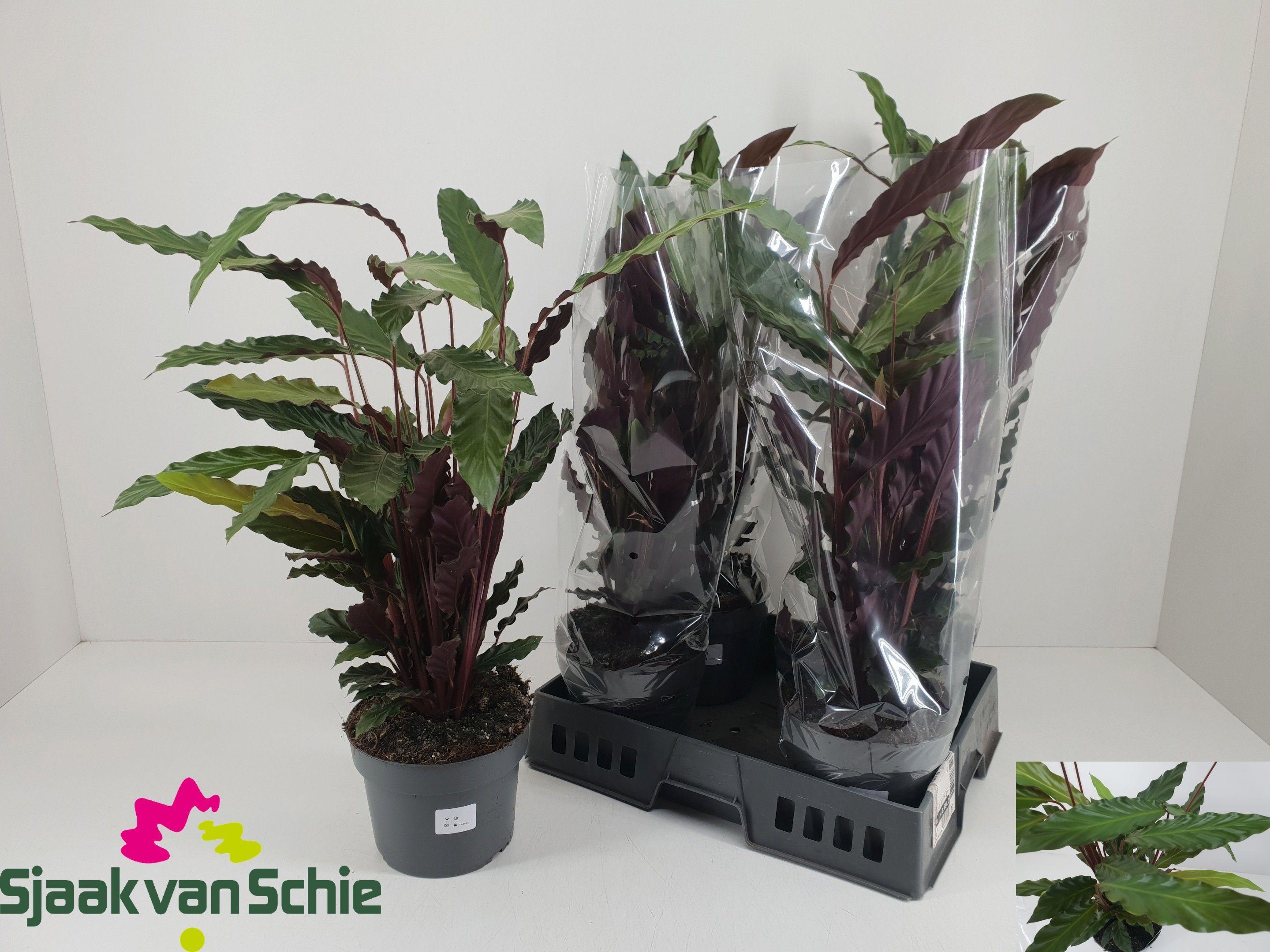 Горшечные цветы и растения оптом Calat Ruf от 5шт из Голландии с доставкой по России