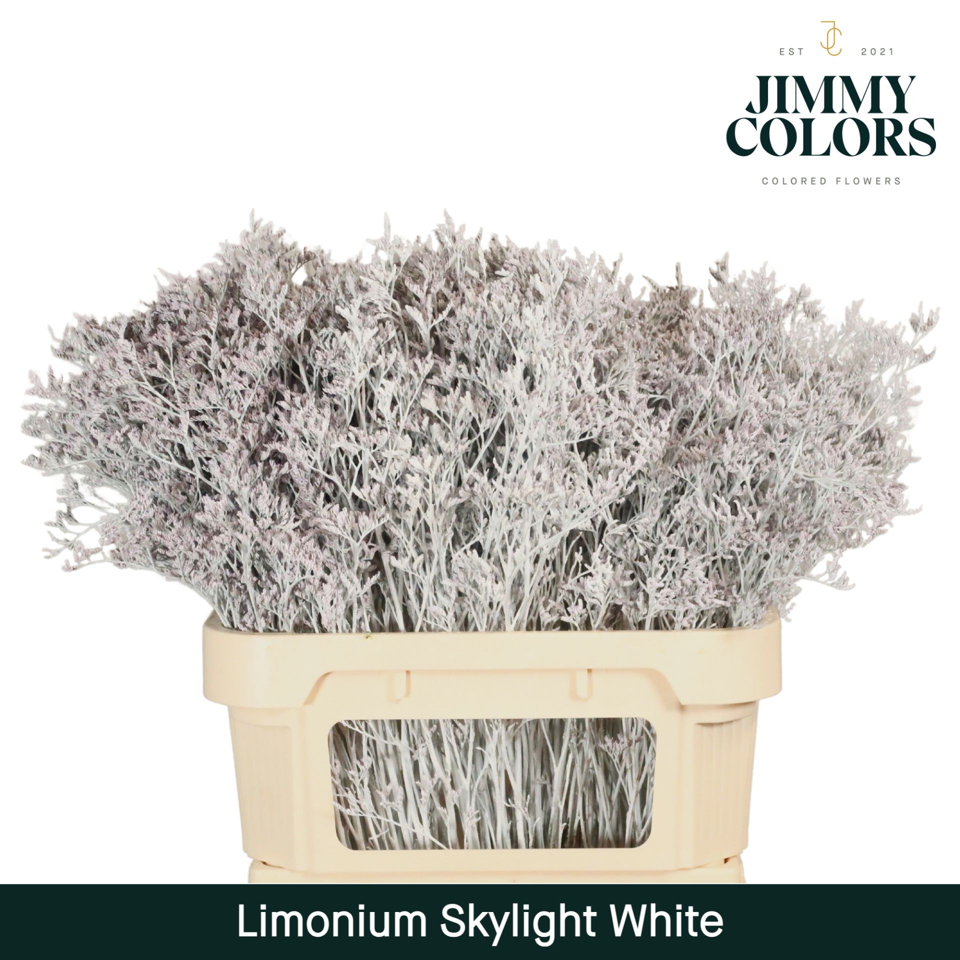 Срезанные цветы оптом Limonium paint white от 75шт из Голландии с доставкой по России