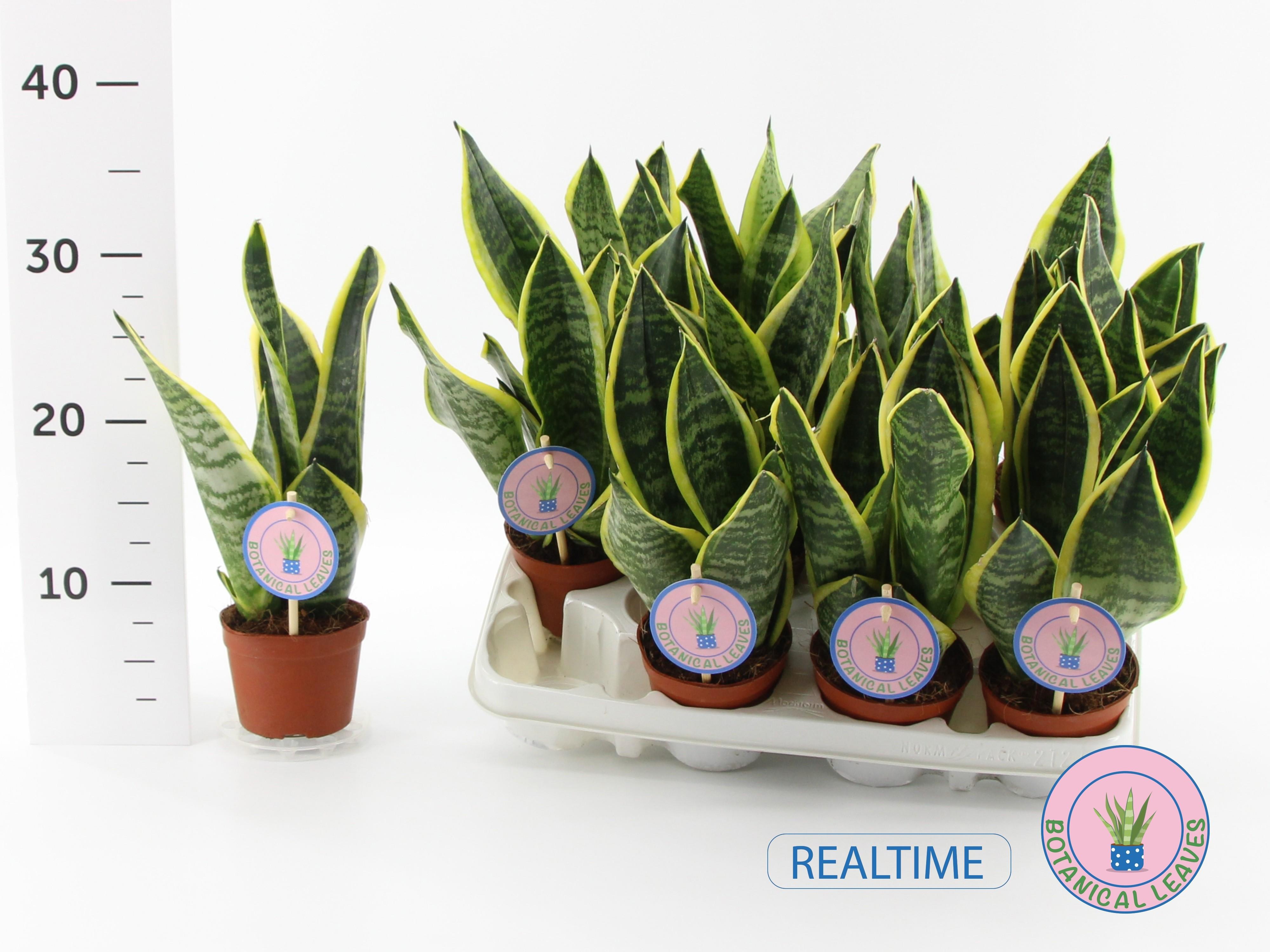 Горшечные цветы и растения оптом Sansev Futura Superb от 12шт (для телеги) из Голландии с доставкой по России