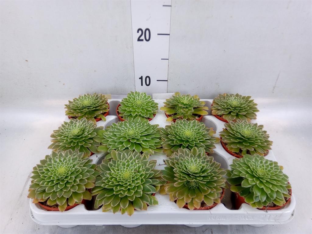 Горшечные цветы и растения оптом Aeonium   ... от 12шт (для телеги) из Голландии с доставкой по России