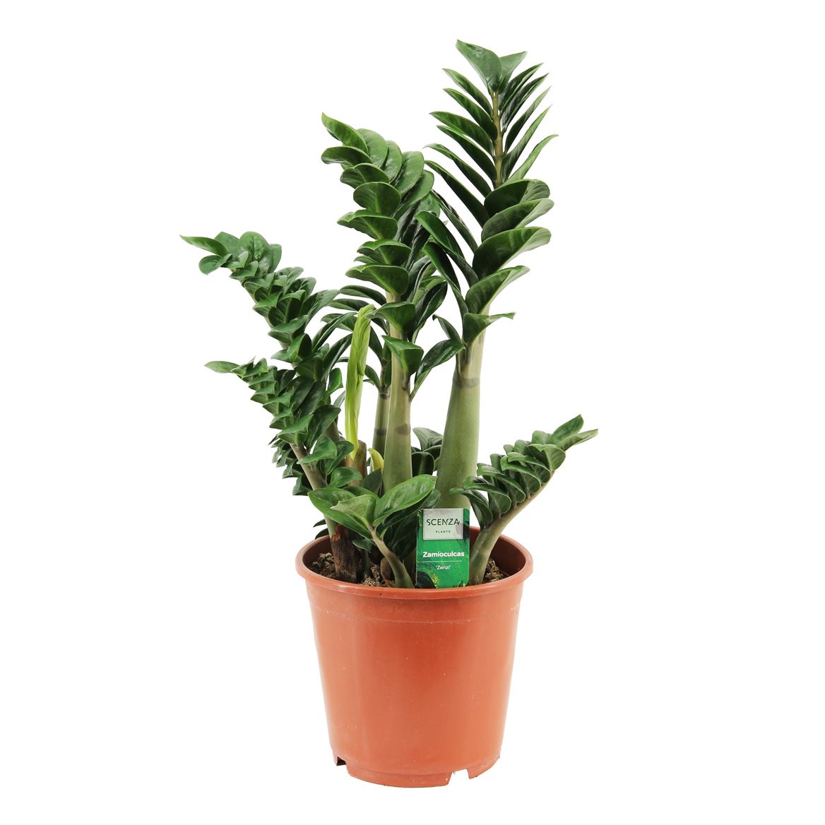 Горшечные цветы и растения оптом Zamioculcas Zenzi 4+ от 1шт из Голландии с доставкой по России