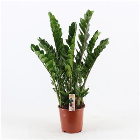 Горшечные цветы и растения оптом Zamioculcas 10+ от 1шт из Голландии с доставкой по России