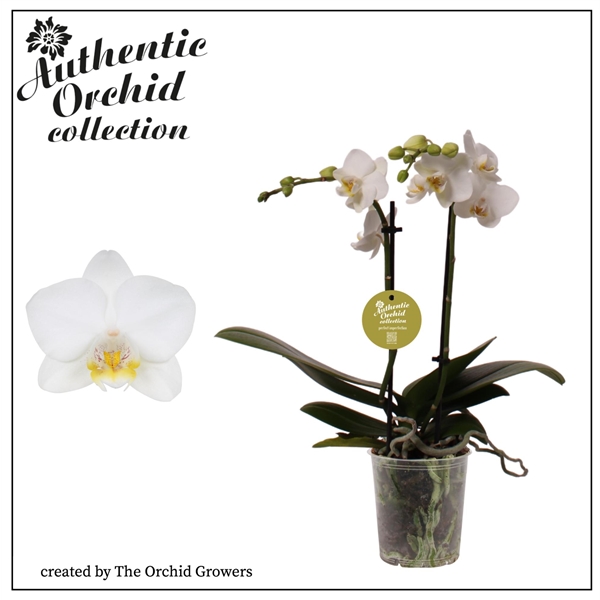 Горшечные цветы и растения оптом Phal 2st Multi White 12+ Authentic (orchid Growers от 12шт из Голландии с доставкой по России