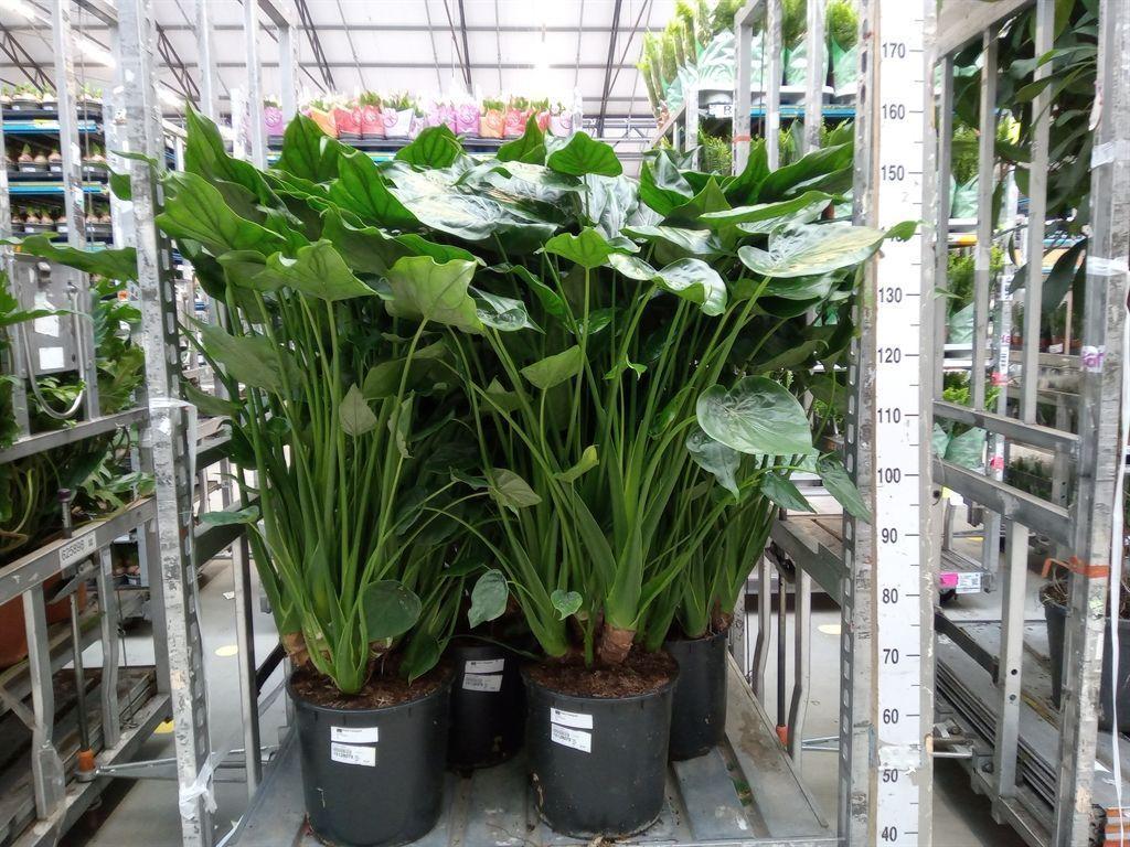 Горшечные цветы и растения оптом Alocasia Cucullata от 1шт (для телеги) из Голландии с доставкой по России