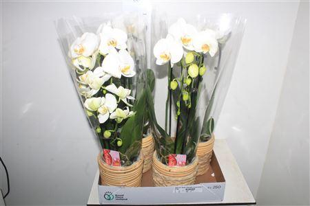 Горшечные цветы и растения оптом Phal An Leeds Cascade 2 Branches 18+in Deco Pot от 4шт из Голландии с доставкой по России