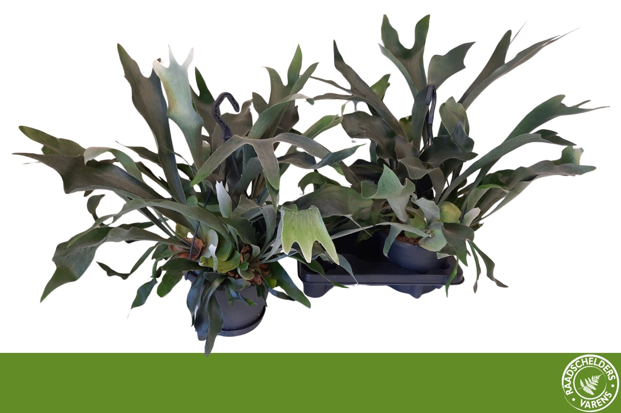 Горшечные цветы и растения оптом Platyc Bifurcatum от 2шт из Голландии с доставкой по России