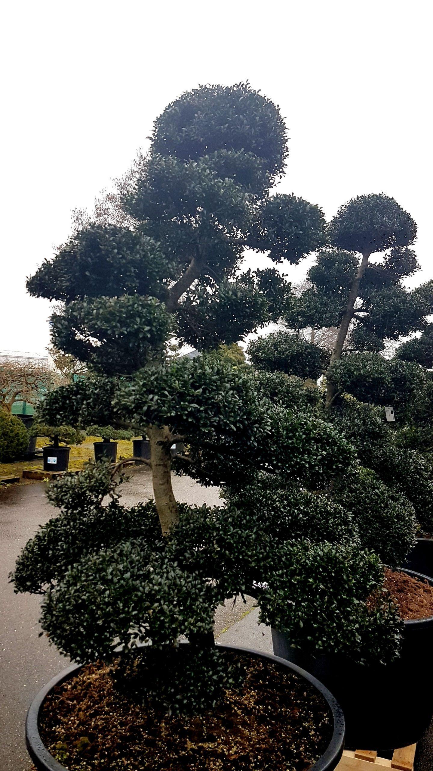 Горшечные цветы и растения оптом Ilex Crenata - Garden Tree от 1шт из Голландии с доставкой по России