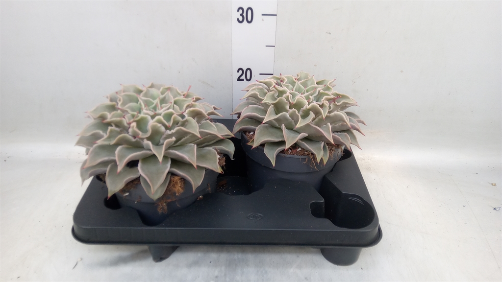 Горшечные цветы и растения оптом Echeveria   ... от 2шт из Голландии с доставкой по России