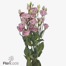 Срезанные цветы оптом Lisianthus do rosita bright pink от 40шт из Голландии с доставкой по России