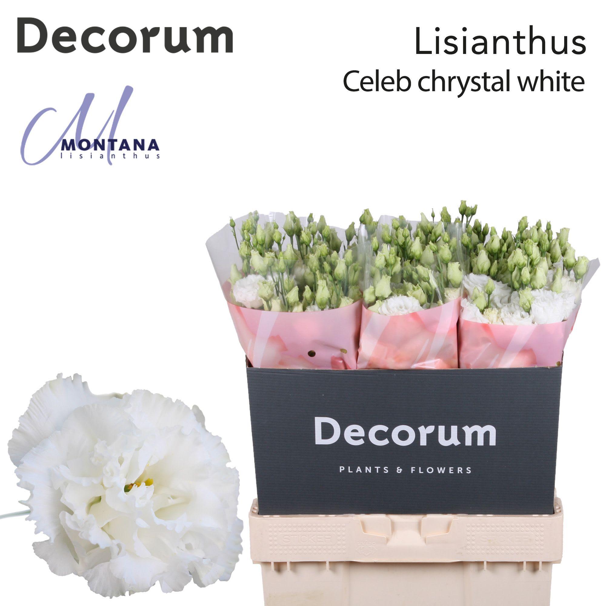 Срезанные цветы оптом Lisianthus do celeb chrystal от 40шт. из Голландии с доставкой по России