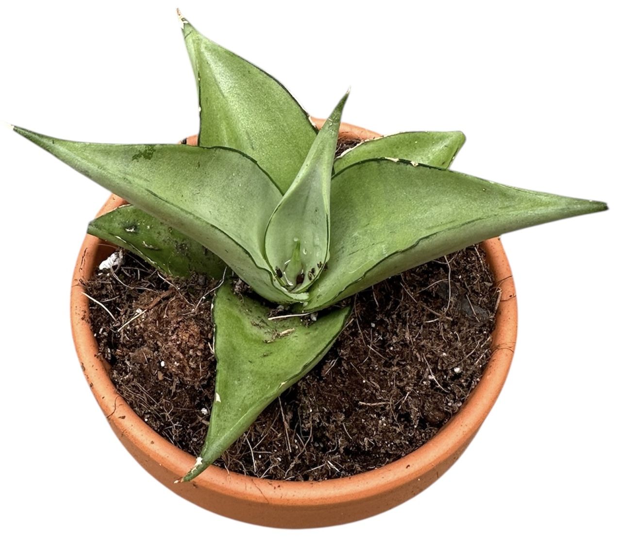 Горшечные цветы и растения оптом Sansevieria Manee Thawee от 1шт (для телеги) из Голландии с доставкой по России