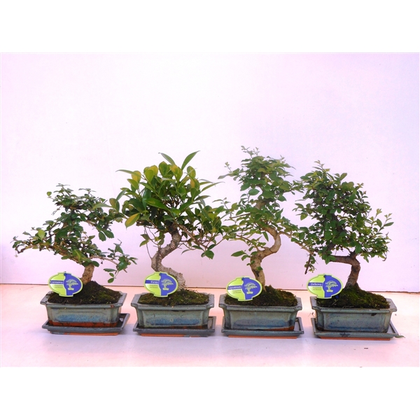 Горшечные цветы и растения оптом Bonsai Mix Shape With Drip Tray от 6шт из Голландии с доставкой по России