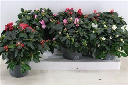 Горшечные цветы и растения оптом Azalea Mix от 6шт из Голландии с доставкой по России